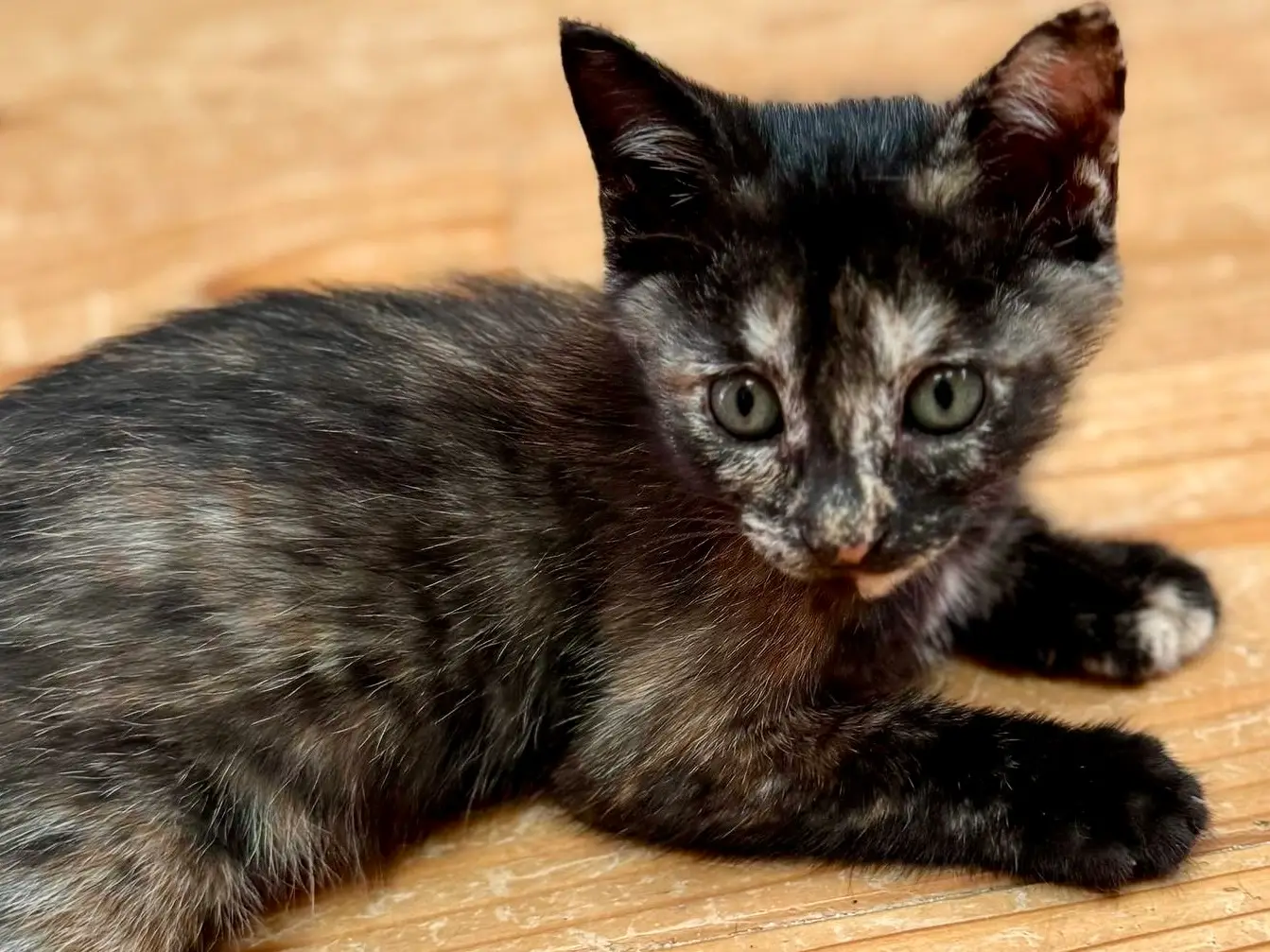 e801f769 f24c 4435 88d7 b2859fcb6d53 1 201 a