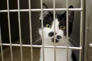 cat 3041236 1920