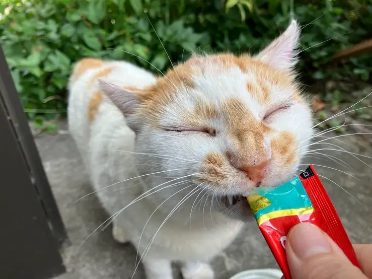 36b6e4db 4169 4fe4 abd1 cc8fa59891d4