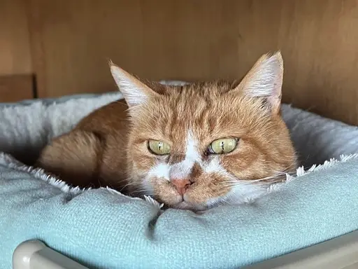 7a52dfd7 a237 4de7 b2d2 f1696c7c9d0b 1 105 c