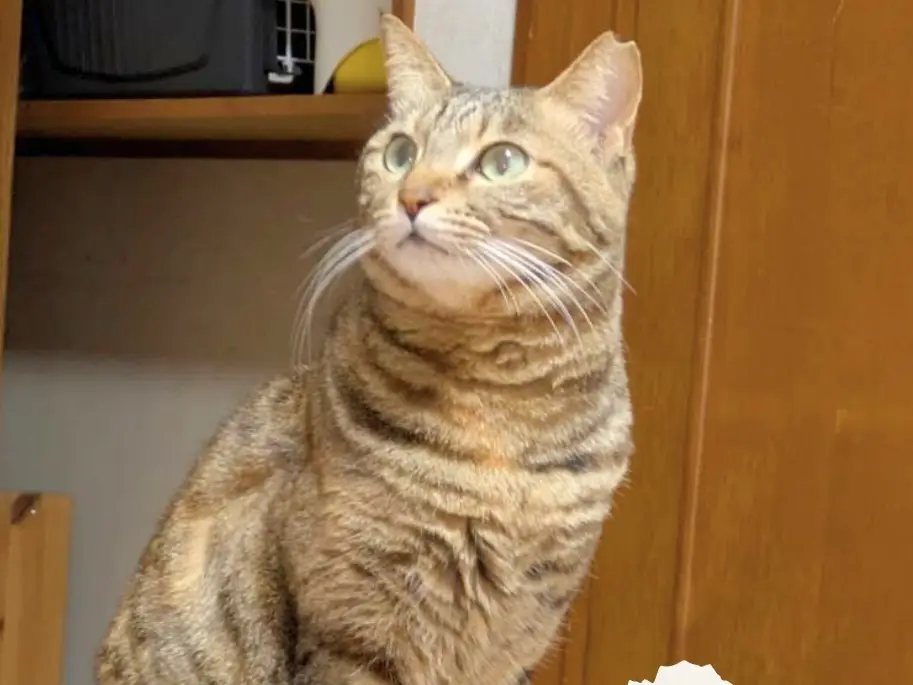 20250302写真でお見合いプロフィール 7