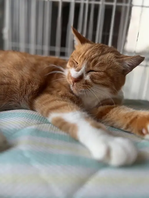 c2a17c22 a89e 4529 8e10 d2fd4d1a8b2a 1 201 a