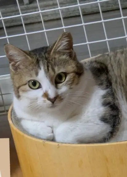 はな 20250608写真でお見合い 1