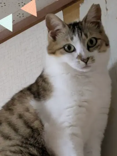 はな 20250608写真でお見合い 1