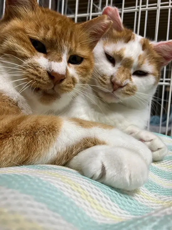 d717ce0d 6743 4d7e 896c 9a28118f93b3