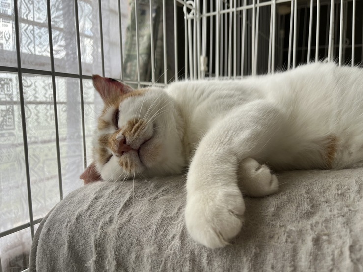 やすよ img 1600 (1)