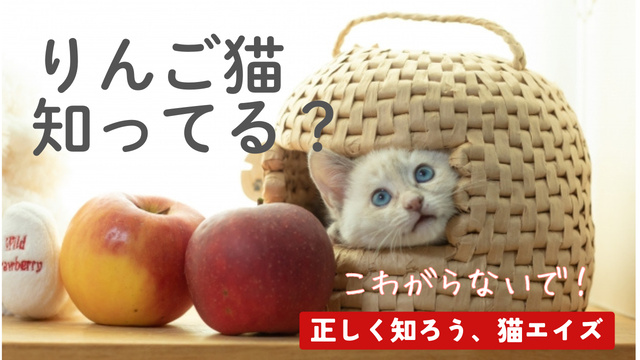 りんご猫って知ってる？怖がらないで！正しく知ろう、猫エイズ