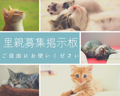 里親募集掲示板