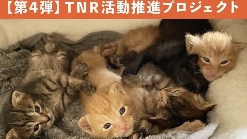 三田市TNR活動推進プロジェクト