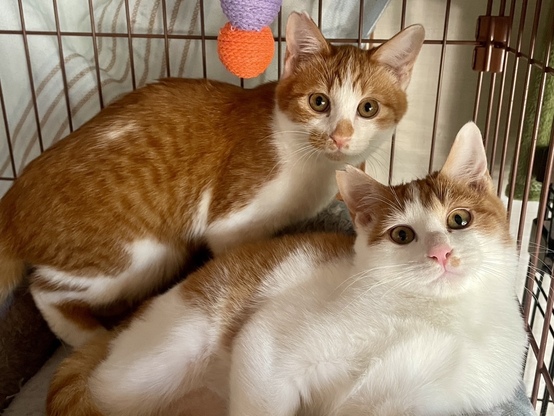 いちよう img 1971 (1)